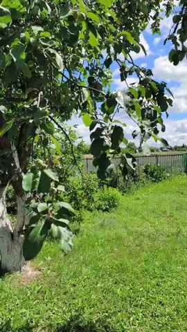 The video shows a close-up view of green leaves from a tree against a background of a green grassy yard, a wooden fence, and a blue sky with white clouds. The camera pans slightly to the right, revealing more of the yard and the fence. The sun is shining, and the overall impression is one of a peaceful, natural scene.