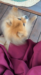 Pomeranian dog spotted in Vysokoye residential area