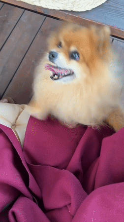 Pomeranian dog spotted in Vysokoye residential area