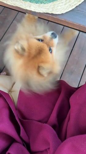 Pomeranian dog spotted in Vysokoye residential area