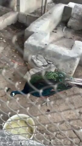 The video shows a peacock in an enclosure. The peacock is mostly facing away from the camera, with its back and tail feathers visible. The feathers are a mix of dark blue, green, and iridescent colors. The peacock is standing on a dirt ground with some scattered debris. In the foreground, there is a white bucket. In the background, there are concrete structures and a fence, suggesting an animal enclosure. The video is blurry and slightly shaky.