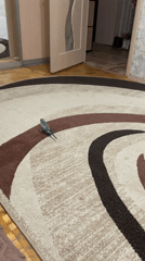 Small blue bird spotted indoors on patterned rug