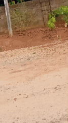 Men carry industrial barrels on dirt roads in Rido