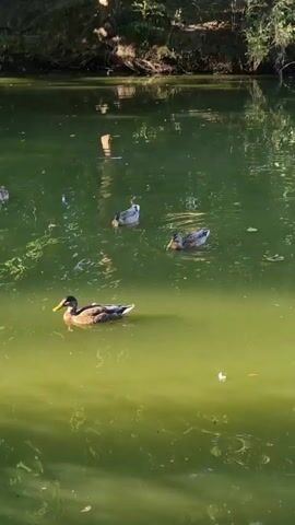 The video shows a body of water, likely a pond or lake, with several ducks swimming in it. The water is a murky green color, and sunlight is reflecting off its surface, creating bright patches. The banks of the water body are visible in the background, with trees and vegetation growing along them. The lighting suggests it is daytime, likely sunny. There are at least five ducks visible in the frame, all appearing to be mallards or a similar species. They are scattered across the water, some swimming closer to the foreground and others further back. The ducks are engaged in typical duck behavior, such as swimming and preening. The overall scene is peaceful and natural.