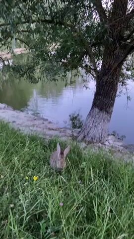 A wild rabbit is captured in a medium shot, sitting amongst tall green grass and wildflowers. The rabbit is facing the camera, its ears perked, with a slightly alert expression. Behind the rabbit, a body of water reflects the sky and surrounding trees. The water's surface has gentle ripples, suggesting a calm atmosphere. A large tree trunk with textured bark leans over the water's edge, its branches extending upwards and casting shadows. The ground near the water is lined with stone or concrete. The scene appears to be outdoors, possibly near a lake or pond, in a natural setting. The lighting suggests it is daytime, likely late afternoon or early evening, given the soft, diffused light. The overall mood is peaceful and serene, highlighting a moment of quiet observation in nature. No text is visible in the media file.