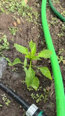 The video shows a close-up view of a young green plant with water droplets on its leaves, planted in dark soil. To the right of the plant is a thick, bright green garden hose, and to the left and bottom of the frame, a black irrigation tube with a white and grey connector is visible, with water spraying from it. Several small, green weeds are scattered around the plant and in the soil. The overall scene appears to be an outdoor garden setting, possibly during or after watering.