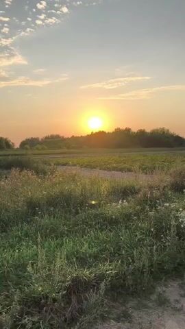 The video captures a serene sunset over a field. The sun, a bright orb, is positioned slightly to the left of the frame, casting a warm, golden glow across the sky and landscape. Wispy clouds are scattered across the sky, adding texture and depth. In the foreground, lush green grass and wildflowers grow, with a dirt path winding through them. Beyond the field, a line of trees forms a dark silhouette against the vibrant sky, indicating the edge of the horizon. The overall atmosphere is peaceful and tranquil, evoking a sense of nature's beauty at the close of day.