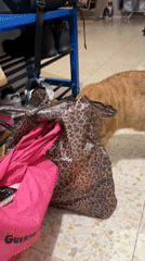 Cat plays with shopping bags at home