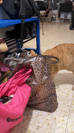 Cat plays with shopping bags at home