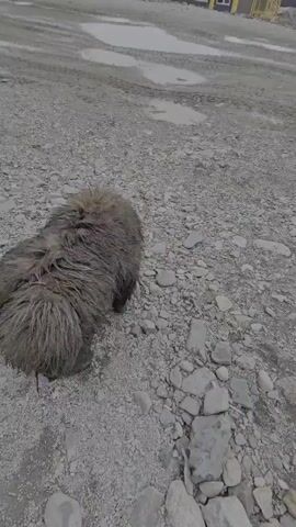 A shaggy, light brown dog with dark, wet fur is seen from behind and then turning its head to look at the camera. It is standing on a gravelly, uneven surface with puddles of water. Another shaggy dog, lighter in color, is visible in the background to the right, also with wet fur. Buildings are present in the distance. The camera pans to show the first dog's face, then pans to show both dogs walking away from the camera, with the first dog in the foreground and the second dog following. The video ends with a closer view of the first dog as it looks down.