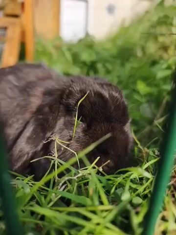 A dark-colored rabbit with floppy ears is seen in a grassy area. The rabbit's head is down, and it appears to be eating or exploring the grass. The background shows a wooden structure and a fence. The lighting suggests it is daytime with sunlight filtering through the grass.