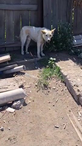 A white and tan dog stands on a dirt path next to a wooden fence. The dog is chained to a post behind it and its tongue is hanging out. The dog appears to be panting. The area is cluttered with various objects, including pipes, wood scraps, and overgrown vegetation. The sun is shining, casting shadows on the ground.