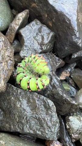 A bright green caterpillar with orange spots and fuzzy hairs is curled up on wet, dark rocks. The rocks are of various sizes and appear to be near water. The video is a close-up shot of the caterpillar and its surroundings.