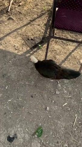 The video begins with a close-up shot of a person's foot wearing a black sandal, standing on a dirt path. A dark-colored duck with a white head and red markings around its eyes is visible in the background. The duck is facing away from the camera and appears to be walking. The scene transitions to a wider shot showing the duck walking away from the camera. A rusted metal chair with a wooden seat is positioned to the left, and parts of a metal structure are visible on the right. The ground is covered in dirt and dry leaves. The video then pans to show a tree trunk and the surrounding dry, grassy area. In the next shot, a hand with white painted fingernails and a bracelet is reaching out towards the camera. A rooster with brown and black feathers and a red comb is in the background, walking away from the hand. The final shot shows a rooster with similar coloring standing in a dusty yard with green grass and bushes. Other chickens are visible in the background, along with some farm buildings and a fence. The lighting suggests it is daytime, with shadows cast on the ground.