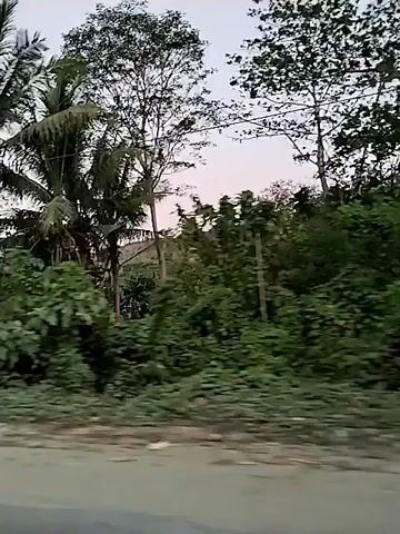 The video begins with a view of lush green foliage and a tall palm tree against a pale sky. As the video progresses, the camera pans to reveal a dirt path leading towards a row of dilapidated structures. These buildings appear to be small shops or market stalls, constructed with corrugated metal roofs and wooden or concrete walls. Some of the storefronts are open, exposing the interiors, while others are boarded up or have metal grates. A motorcycle is visible parked in front of one of the buildings. The overall environment suggests a rural or semi-urban setting, possibly a market area that is either closed or in a state of disrepair. The footage is shaky, indicating it was likely recorded from a moving vehicle.