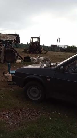 A cat is perched on the hood of a black car. Two chickens are visible on the ground to the left of the car, one closer to the vehicle and the other further away. In the background, there are two tractors, one to the left and another to the right, along with some farm buildings and a fence. The sky is overcast. The cat shifts its position on the car.