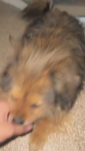 Here is a description of the video:

The video shows a small, furry brown and black dog lying on its back on a speckled carpet. A person's hand is seen petting and rubbing the dog's face and neck. The dog is panting with its tongue sticking out. The camera moves around slightly to capture different angles of the dog as it is being pet.  In the background, there are glimpses of other objects, including a white object, and an area near a wall or door.