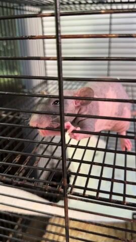 The video shows a hairless rat in a cage. The cage is made of black metal bars and has a white plastic bottom. The rat is pink with some gray markings. It moves around the cage, sniffing and climbing on the bars.