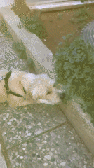 Dogs roaming and resting around an outdoor basketball court