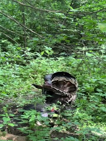 The video shows two turkeys in a wooded area. The larger turkey is in the center of the frame, facing away from the camera, with its tail feathers fanned out. It appears to be preening its feathers. A smaller turkey is lying on the ground in front of the larger turkey, partially obscured by leaves and undergrowth. The environment is lush and green, with dense foliage and trees. The lighting suggests it is daytime.