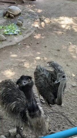 The video shows two emus in an outdoor enclosure with sandy ground. In the background, there are several tortoises and a plate of chopped green vegetables. One emu, on the left, has black feathers on its head and neck and is looking directly at the camera. The other emu, on the right, has gray feathers and is looking slightly to the side. At one point, a stick with a piece of food on it is offered to the emu on the left, which it takes into its beak. The emus appear to be interacting with a person who is holding the stick. The enclosure seems to be a zoo or wildlife park.