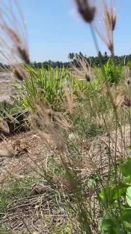The video shows a close-up view of tall, feathery grass swaying gently in the breeze against a backdrop of a clear blue sky. In the distance, a field with green crops and some palm trees can be seen. The ground is covered with dry grass and dirt. The camera focuses on the grass heads, which are light brown and delicate, catching the sunlight. The scene appears to be a rural or agricultural area.