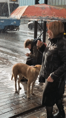 Rainy day street life documented across Vinnytsia, Ukraine