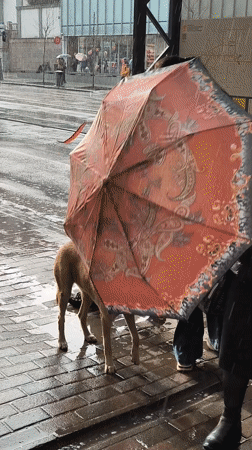 Rainy day street life documented across Vinnytsia, Ukraine
