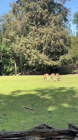 A herd of deer grazes in a sun-dappled meadow, with large trees providing a backdrop. The video pans from right to left, showing four deer in the foreground, two of which are facing away from the camera, while the other two are facing towards the ground, presumably eating. The meadow is lush green and appears to be a natural habitat for the deer. The sun casts shadows on the grass, indicating a bright day.