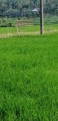 The video shows a close-up view of a lush green field of crops. On the left side of the frame, a wooden post stands vertically. To the left of the post, there is a small wooden structure with a thatched roof. A person is sitting on a motorcycle near the wooden structure. In the background, there are trees and a hazy landscape. The majority of the frame is filled with the green crops, suggesting a rural or agricultural setting. The image is oriented vertically, meaning the top of the frame is to the right and the bottom is to the left.