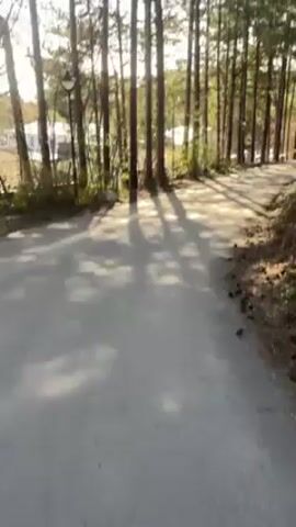 The video shows a paved path winding through a dense forest of tall, slender trees. Sunlight filters through the trees, creating long shadows across the path. The camera slowly pans upwards. The path appears to be well-maintained and leads into the distance. There are trees on both sides of the path. A street lamp is visible on the left side of the path, near the beginning of the scene. Some bare branches can be seen among the evergreens.  The day appears sunny.