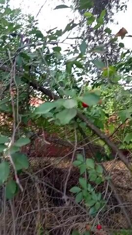 The video shows a close-up view of a cherry tree branch with ripe red cherries. The camera pans slightly, focusing on the fruit. The background is blurred, showing green leaves and branches, with hints of a fence and dry vegetation. The lighting suggests it is daytime, possibly late afternoon, with a slightly overcast sky. The scene is outdoors in a natural setting.