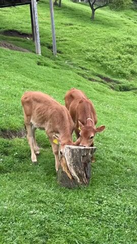 Two light brown calves stand in a grassy field, investigating a weathered tree stump. The calves are relatively small, and each has a yellow ear tag. One calf is positioned on the left, with its head lowered, sniffing or licking the stump. The other calf stands to the right, also showing interest in the stump. The background features a slightly sloping green field, a few trees, and a wooden structure with poles that appear to be a part of a farm or rural setting. The day appears overcast, with soft lighting.