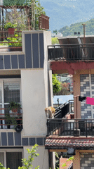 Monkey spotted navigating residential balconies in Pokhara, Nepal