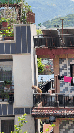 Monkey spotted navigating residential balconies in Pokhara, Nepal