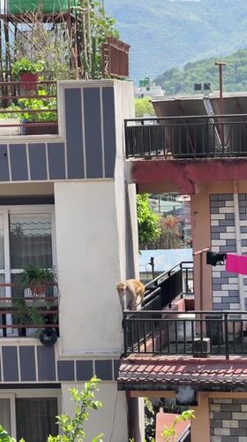 Monkey spotted navigating residential balconies in Pokhara, Nepal