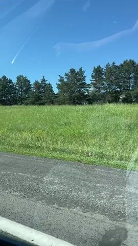 The video shows a view from inside a moving vehicle, likely a car. The camera is angled to capture the exterior scenery and some interior elements. The sky is bright blue with some wispy clouds. On the left side of the frame, there's a bright streak in the sky, possibly a contrail or a distant object. The landscape outside consists of a grassy field with a line of tall green trees in the background. A grey asphalt road is visible in the foreground, with a white line on the edge. Reflections are visible on the car's windows. Towards the middle of the video, a side-view mirror is partially visible on the right. Further into the video, a large white truck with red and white branding is seen driving on the road ahead. In the final frame, a colorful pillow with an avocado print is placed on the dashboard in front of the windshield. The road continues into the distance, with more green fields and trees on either side, and power lines are visible in the far distance. The overall impression is a journey through a rural or semi-rural landscape on a clear day.