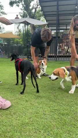 A group of people and dogs are gathered on a grassy lawn in what appears to be an outdoor cafe or dog park. In the foreground, a beagle with a yellow collar is sniffing at a black dog with a red harness. A man in a black t-shirt and shorts is petting a corgi, which is standing next to him. A woman in a white crop top and brown skirt stands to the right, smiling. In the background, another woman in a blue and white striped shirt and a pink sash is visible, along with a large white dog with a blue harness and a few other dogs. The environment features lush green grass, trees, a covered patio area with tables and chairs, and a black metal fence.