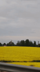 Rural drive past yellow fields with Cheburashka toy documented