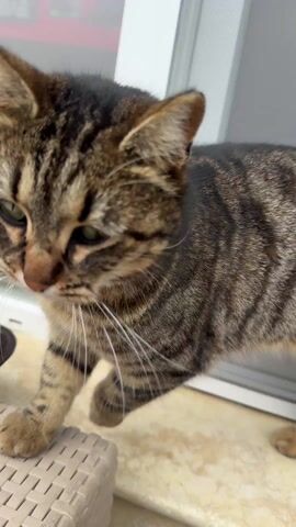 The video captures a close-up of a tabby cat. The cat has a distinct striped pattern in shades of brown, black, and tan, with black fur visible on the crown of its head. It has bright green eyes and long white whiskers.

At the beginning of the video, the cat is looking downwards, its head slightly bowed, resting its front paws on a white, textured surface, possibly a piece of wicker furniture or a mat. In the blurry background, green plants and some red signage are faintly visible through what appears to be a window or glass door.

Around the 0:01 mark, the cat slowly lifts its head, turning its gaze directly towards the camera. Its face then moves very close to the lens, almost filling the entire frame, giving a sense of it sniffing or inspecting the camera. The focus shifts to its nose and whiskers as it gets extremely close.

Finally, at 0:03, the cat slightly turns its head to the left, presenting its profile and revealing its side markings before the video ends.