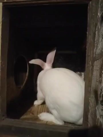 A white rabbit is seen inside a wooden enclosure. The rabbit is facing away from the camera and then turns its head to look towards the camera. The enclosure is dark, with some light coming from the opening.