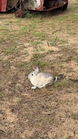 The video shows a small rabbit sitting on the ground. The rabbit is mostly white with grey patches on its back and head. It is surrounded by dry grass and dirt. In the background, there is a rusty piece of machinery. A voice is heard saying “look”.