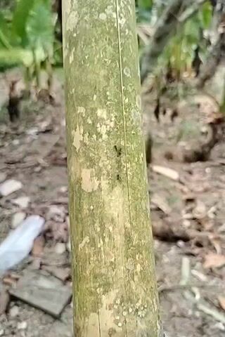 A close-up shot shows a bamboo stalk covered in green moss. Several black ants are visible crawling on the stalk, moving upwards. The background is blurred and shows more greenery and dirt.