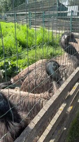 The video shows a group of emus behind a wire fence. The emus are large birds with brown and gray feathers. Their necks are long and their heads are black with red eyes. They are standing close together, and some of them are looking at the camera. The background is a green grassy area with some trees and a building. The lighting is natural, suggesting it is daytime. The video is shaky and appears to be shot by someone walking or moving while filming.
