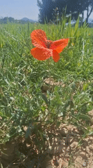 Spring nature walk documented in Rubí countryside