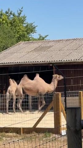 A camel is visible in the foreground with two humps. It is standing behind a fence in a sandy enclosure. Behind the camel is a wooden structure with a corrugated roof, possibly a shelter. Another camel is partially visible behind the first one, also inside the enclosure. Trees and a clear blue sky are visible in the background. The lighting suggests it is daytime.