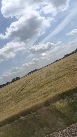 This media file captures a dynamic view of a vast, golden-hued field, likely a crop such as wheat or barley, under a bright, partly cloudy sky. The field stretches diagonally across the frame, with tire tracks visible, suggesting recent agricultural activity or passage. In the distance, a line of trees marks the horizon, and a few indistinct structures might be present, hinting at a rural setting.

The sky is a prominent feature, with fluffy white clouds scattered against a vibrant blue expanse. The sunlight suggests it is daytime, likely midday or early afternoon, given the brightness and the shadows. The weather appears fair, with scattered clouds indicating a pleasant day.

The camera perspective seems to be from a moving vehicle, possibly a train or car, as evidenced by the blurred foreground and the slight tilt of the frame. This movement adds a sense of journey and passage through the landscape.

While there are no people or specific objects clearly identifiable, the scene evokes a feeling of openness, nature, and the agricultural cycle. The golden field speaks of ripeness and harvest, and the broad sky suggests a sense of freedom and expanse.

The location context provided places this scene in Strzelce Opolskie, Poland, a region known for its agricultural lands. This information confirms the rural and natural character of the depicted landscape. There is no visible text in the media file.