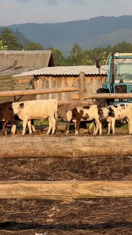 The video shows a line of calves in a fenced enclosure. The calves are of various colors, including brown, white, and spotted. They are standing close together, some facing the camera and others looking away. In the background, there are wooden buildings, a tractor, and a mountainous landscape with trees. The sun appears to be setting, casting a warm glow on the scene. The enclosure is made of rough wooden logs.