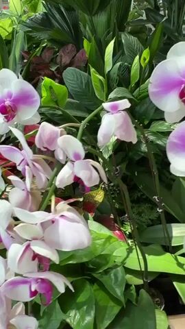 The video shows a flower bed. The frame is dominated by numerous orchids, primarily white with pink accents. Lush green foliage surrounds the orchids, adding depth and vibrancy to the scene. A few white peace lilies are also seen. The light is bright, suggesting an indoor environment, possibly a greenhouse or conservatory. The camera pans and slightly zooms to showcase the variety of flowers and greenery. No people are visible.