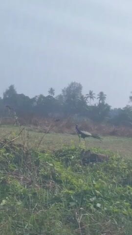 A peacock walks through a grassy field on a foggy day. Behind the bird, palm trees and other vegetation are visible in the distance. The peacock is the primary subject, and it is moving slowly through the field. The overall scene is rural and somewhat muted due to the fog.